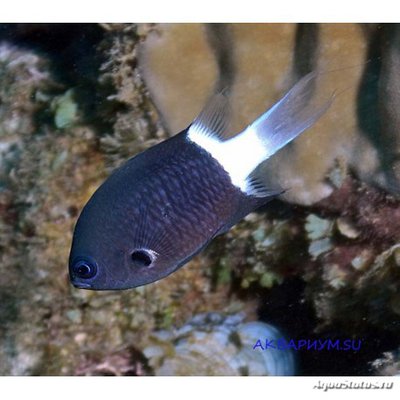 Хромис биколор (Chromis margaritifer)