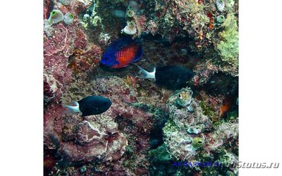 Хромис биколор (Chromis margaritifer)