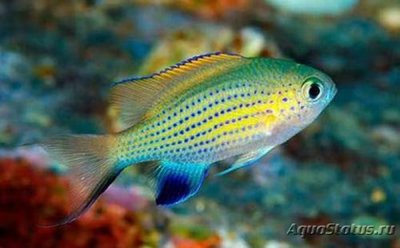 Хромис вандербуити (Chromis vanderbuilti)