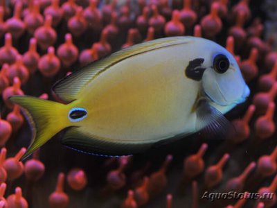 Фото Хирург-лейтенант Acanthurus tennenti  (photo#114247)