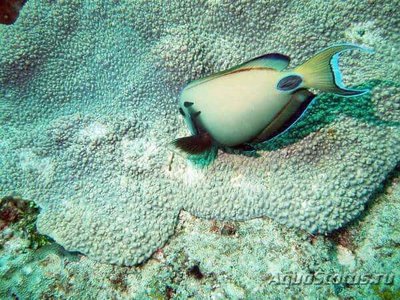 Фото Хирург-лейтенант Acanthurus tennenti  (photo#114249)