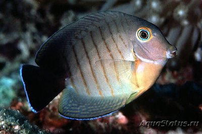 Хирург-клоун индоокеанический (Acanthurus tristis)