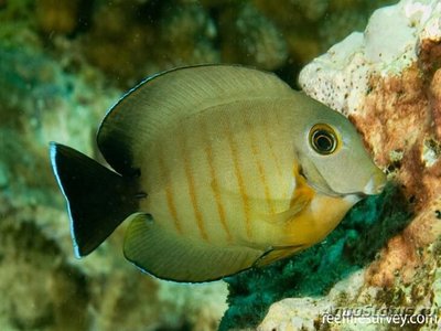 Хирург-клоун индоокеанический (Acanthurus tristis)