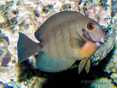 Хирург-клоун индоокеанический (Acanthurus tristis)