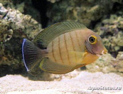 Хирург-клоун индоокеанический (Acanthurus tristis)