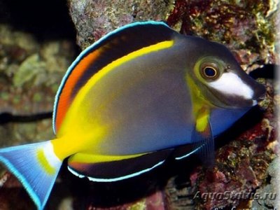 Хирург японский, Хирург бронзовый (Acanthurus japonicus)