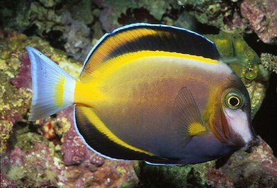 Хирург японский, Хирург бронзовый (Acanthurus japonicus)