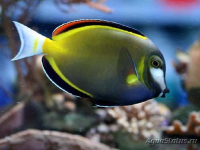 Хирург японский, Хирург бронзовый (Acanthurus japonicus)