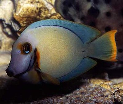 Хирург шоколадный, краснополосый хирург (Acanthurus pyroferus)