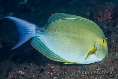 Хирург темный (желтоплавничный) (Acanthurus xanthopterus)