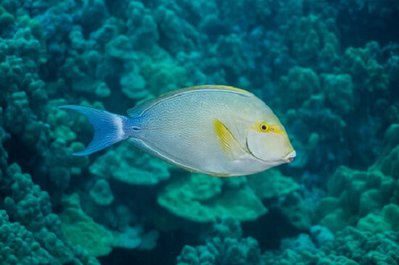 Фото Хирург темный желтоплавничный Acanthurus xanthopterus  (photo#114286)