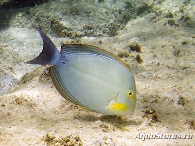 Фото Хирург темный желтоплавничный Acanthurus xanthopterus  (photo#114287)