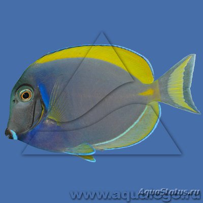 Хирург синий желтоплавничный (Acanthurus sp.)