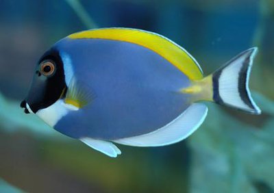 Фото Хирург синий белогрудый, Белогрудый хирург Acanthurus leucosternon  (photo#114291)