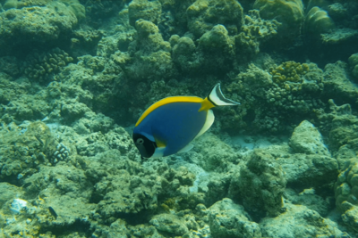 Фото Хирург синий белогрудый, Белогрудый хирург Acanthurus leucosternon  (photo#114292)