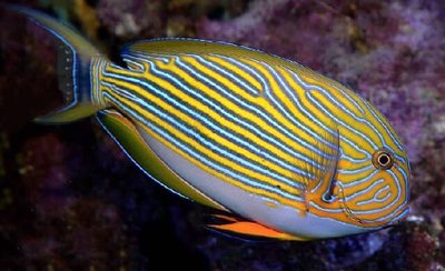 Хирург пижамный (Acanthurus lineatus)