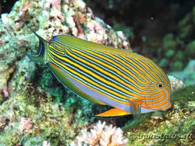 Хирург пижамный (Acanthurus lineatus)