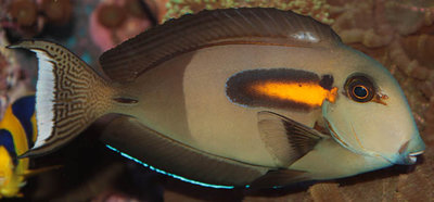 Хирург оливковый (Acanthurus olivaceus)