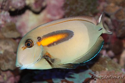 Хирург оливковый (Acanthurus olivaceus)