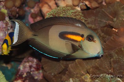 Хирург оливковый (Acanthurus olivaceus)