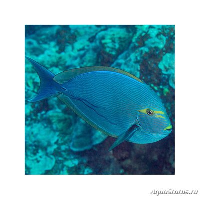 Фото Хирург бледный Acanthurus mata  (photo#114317)