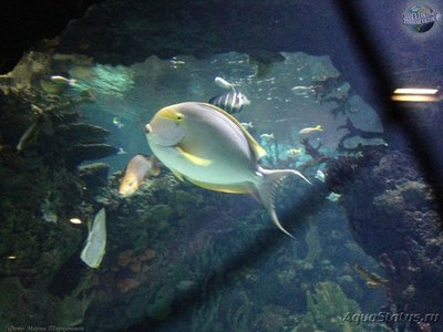 Фото Хирург бледный Acanthurus mata  (photo#114318)