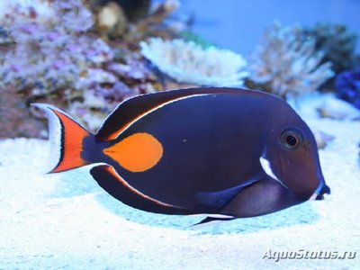 Хирург Ахиллес (Acanthurus achilles)