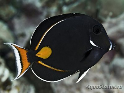 Хирург Ахиллес (Acanthurus achilles)