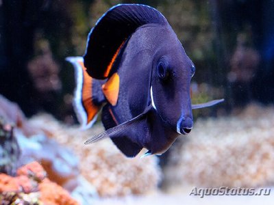 Хирург Ахиллес (Acanthurus achilles)