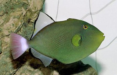 Спинорог-мелихт розовохвостый (Melichthys vidua)