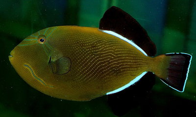 Спинорог-мелихт индийский (Melichthys indicus)