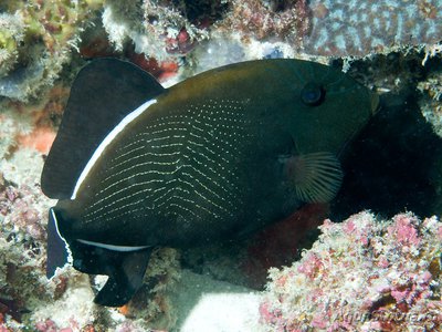 Спинорог-мелихт индийский (Melichthys indicus)