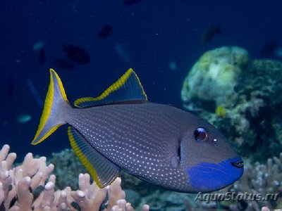 Спинорог-ксантихт синелицый (Xanthichthys auromarginatus)