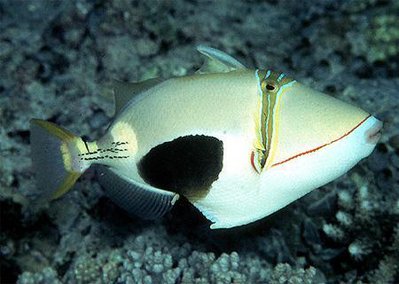 Спинорог чернобрюхий, голова (Rhinecanthus verrucosus)