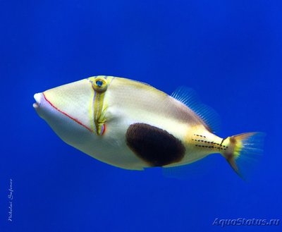 Спинорог чернобрюхий, голова (Rhinecanthus verrucosus)