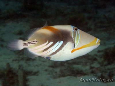 Спинорог Пикассо колючий (акулеатус) (Rhinecanthus aculeatus)