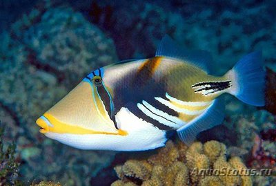 Спинорог Пикассо колючий (акулеатус) (Rhinecanthus aculeatus)