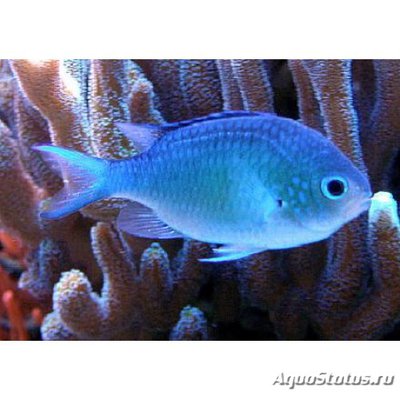 Фото Хромис черный Chromis atripectoralis  (photo#114411)