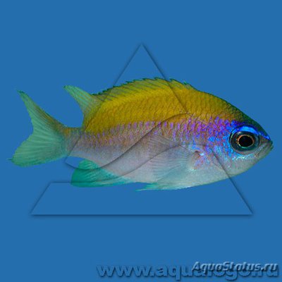 Фото Хромис солнечный Chromis insolata  (photo#114412)