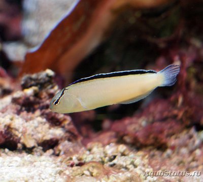 Собачка узорчатая (лирохвостая) Смита (Meiacanthus smithi)