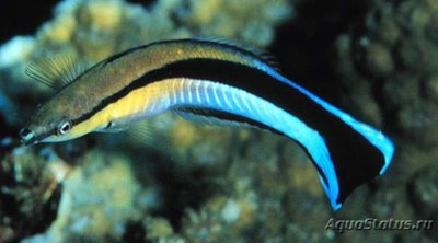 Собачка Ложный доктор (аспидонот) (Aspidontus taeniatus)