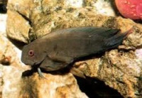 Собачка бурая (Atrosalarias fuscus)