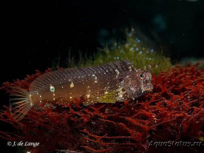 Собачка украшенная, водорослеед (Salarias fasciatus)