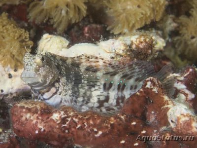 Собачка украшенная, водорослеед (Salarias fasciatus)