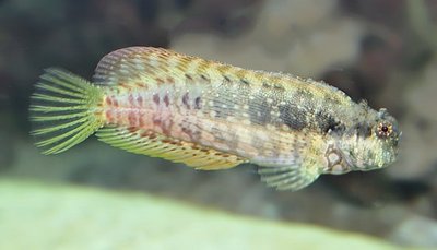 Собачка украшенная, водорослеед (Salarias fasciatus)