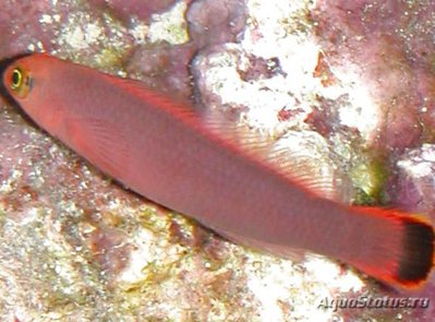 Псевдохромис элонгатус (Pseudochromis elongatus)