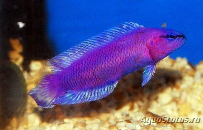 Псевдохромис Фридмана (Pseudochromis fridmani)