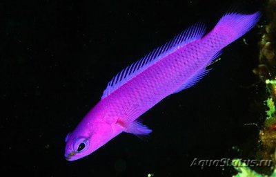 Псевдохромис Фридмана (Pseudochromis fridmani)