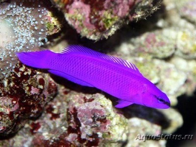 Псевдохромис Фридмана (Pseudochromis fridmani)