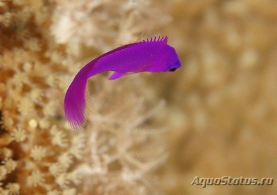 Псевдохромис Фридмана (Pseudochromis fridmani)